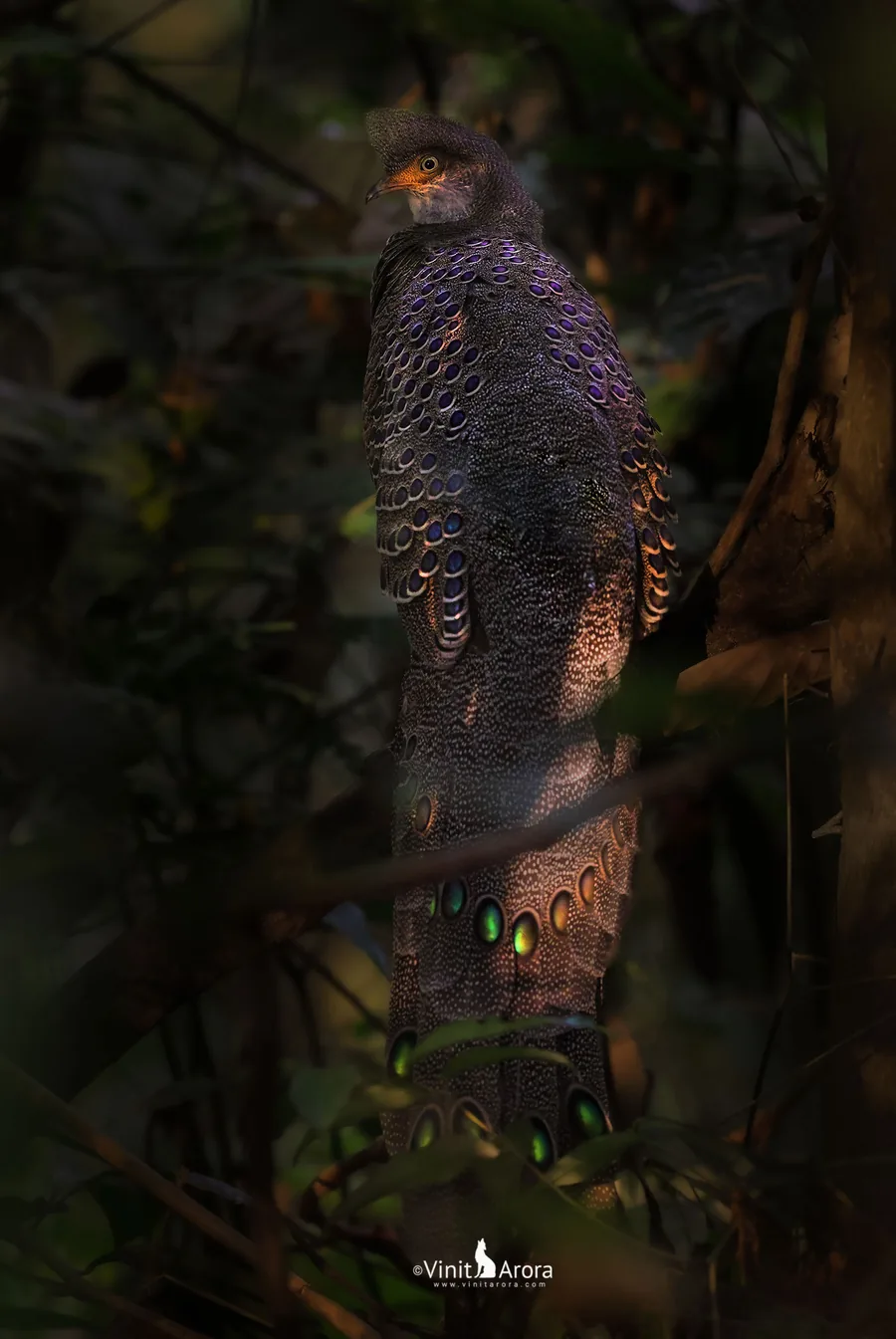 A grey peacock-pheasant perches in the gloom of the forest understory, its iridescent ocelli glowing violet and green.